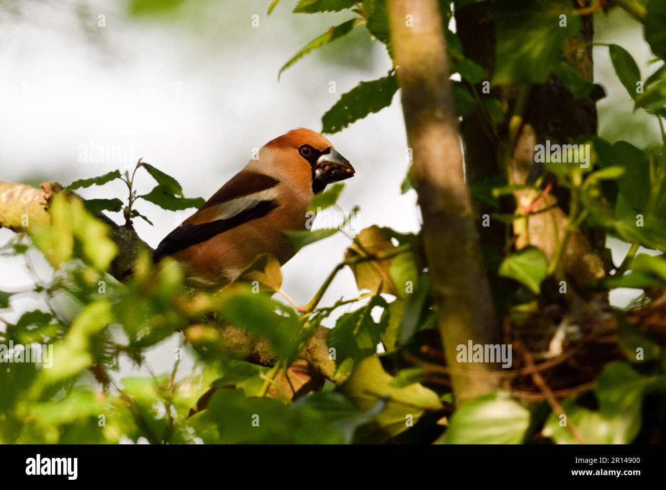 Condivisione attività... Hawfinch ( Coccothraustes coccothraustes ), maschio che si prende cura di femmina durante la stagione di riproduzione Foto Stock