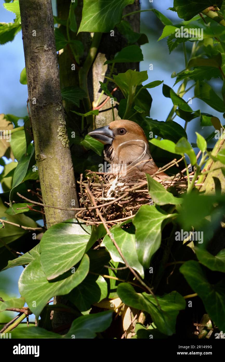 una breve panoramica ... Hawfinch ( Coccothraustes coccothraustes ), covando controllato da donne, protegge l'ambiente Foto Stock