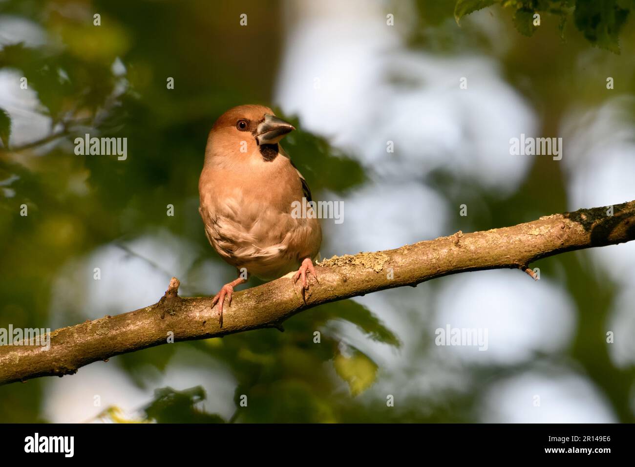 look attento... Hawfinch ( Coccothraustes coccothraustes ), uccello adulto femmina nella foresta in luce tarda Foto Stock