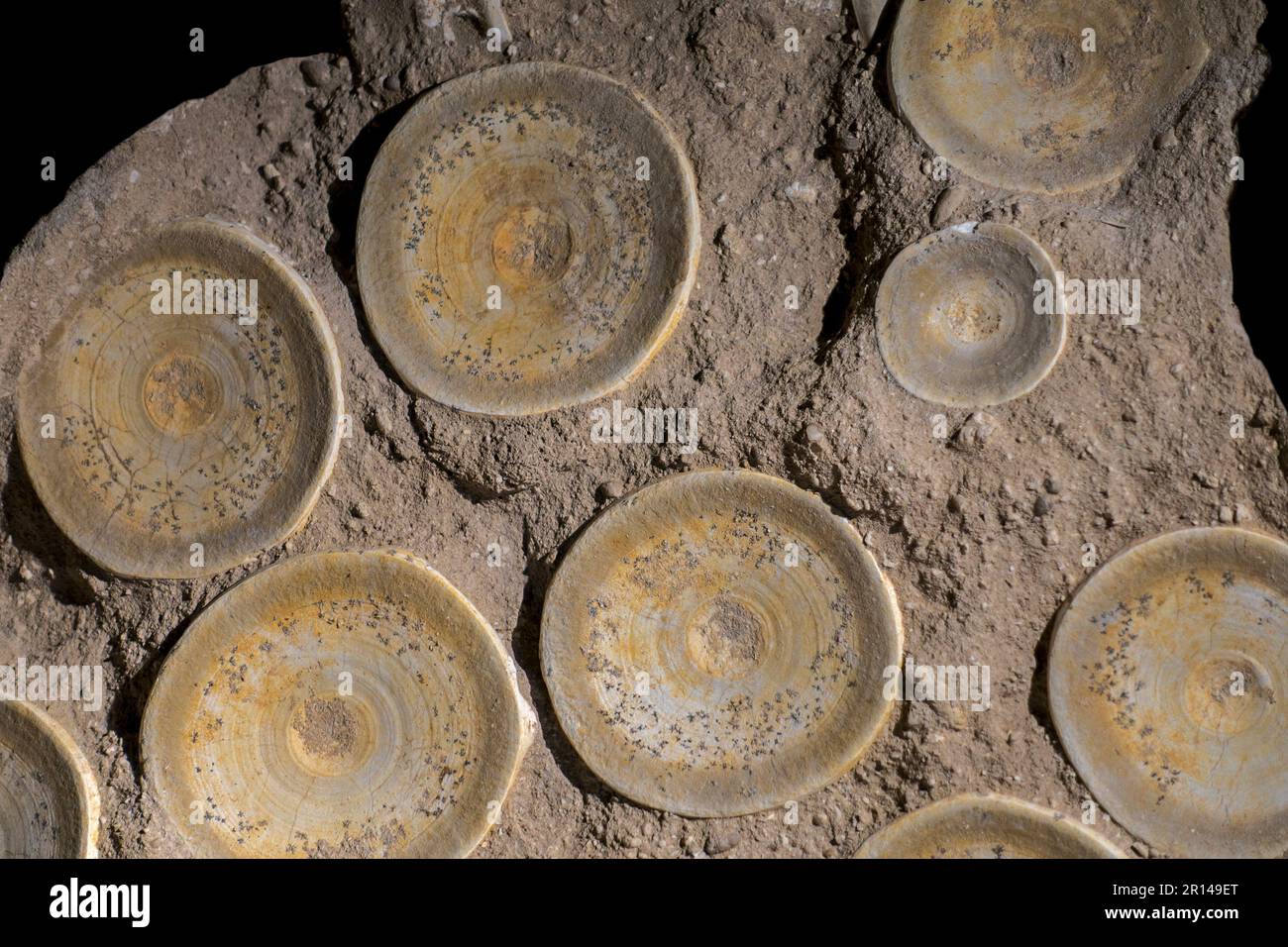 Vertebre fossilizzate / centro vertebrale fossilizzato di Otodus oblyquus, genere cosmopolita estinto di squalo sgombro, Eocene, Marocco Foto Stock