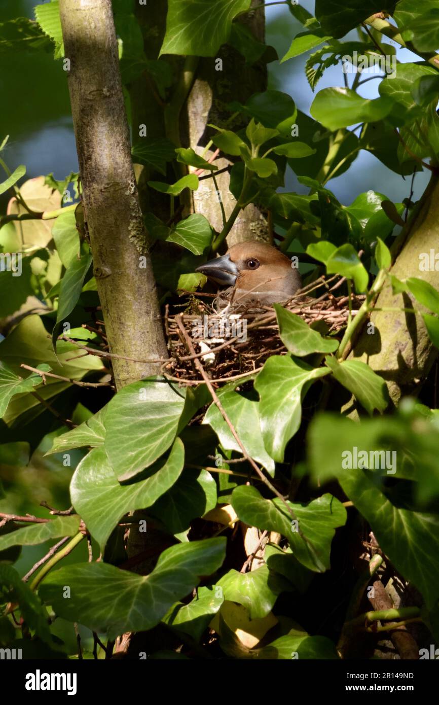 ben nascosto... Hawfinch ( Coccothraustes coccothraustes ), femmina in nido tra edera in diramazione Foto Stock