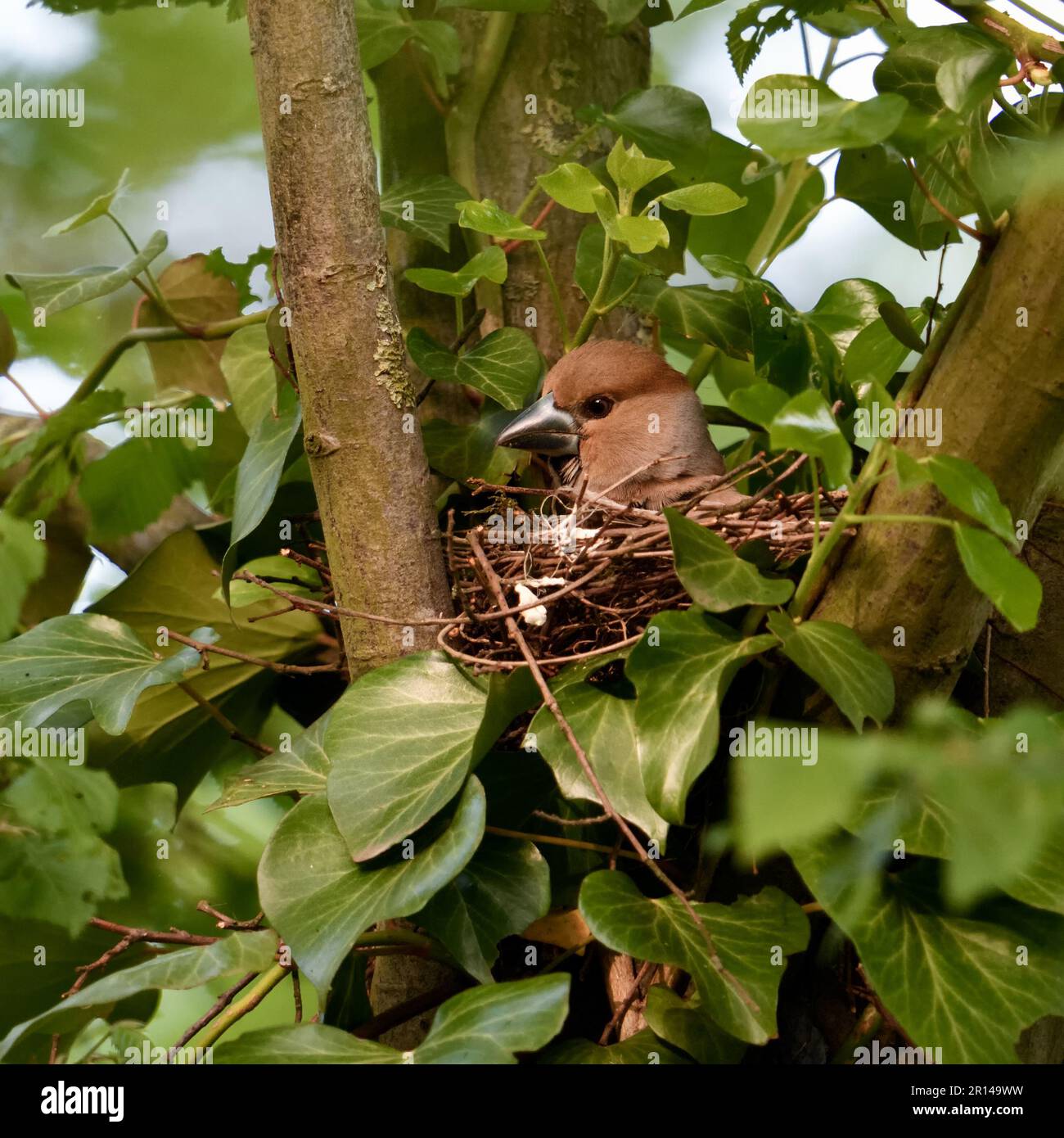 nidificazione nella corona dell'albero... Hawfinch ( Coccothraustes coccothraustes ), femmina d'allevamento che guarda fuori dal nido Foto Stock