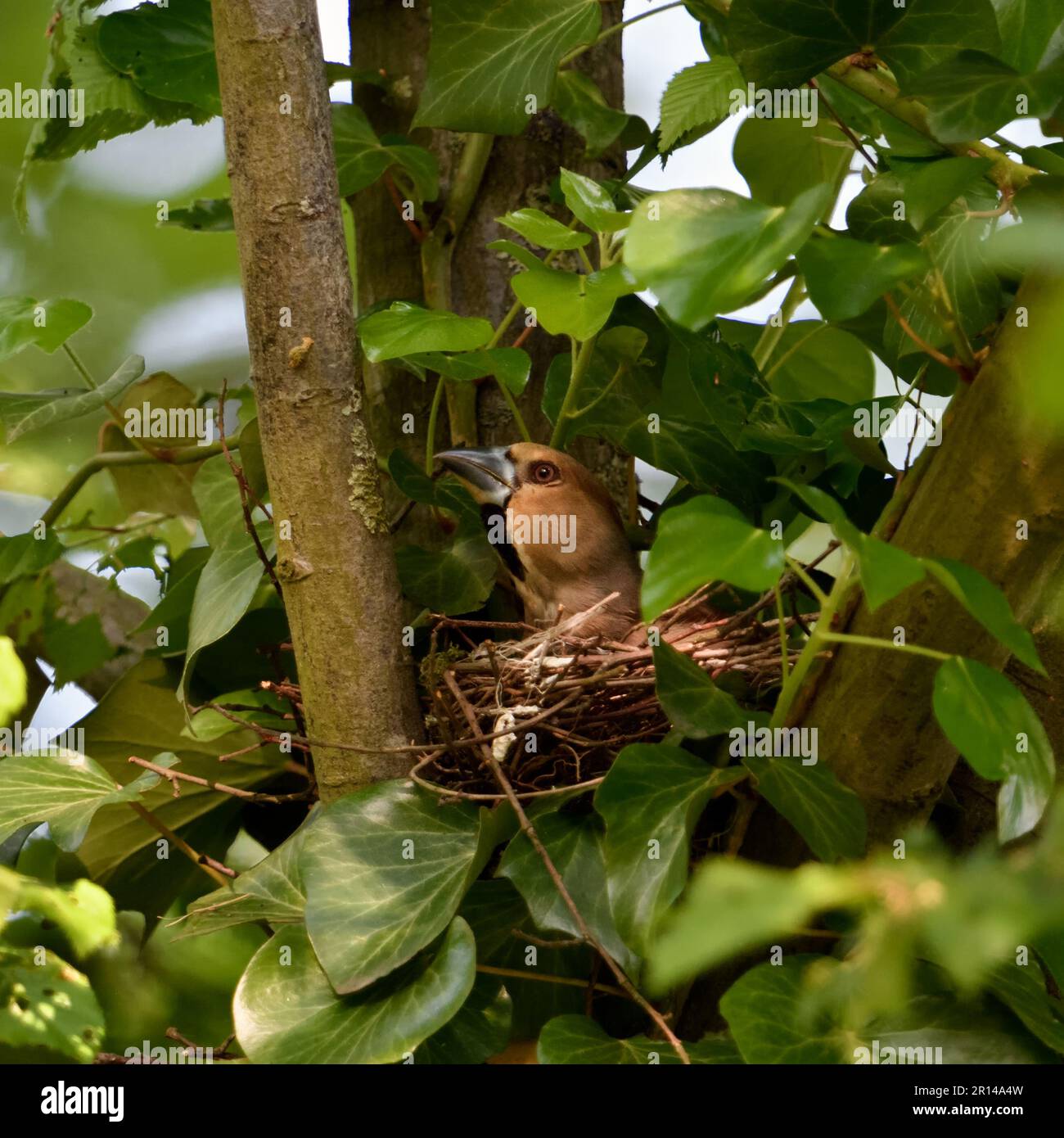 Allettante... Hawfinch ( Coccothraustes coccothraustes ) sul sito di nidificazione, covando le stirate femminili per un bruco Foto Stock