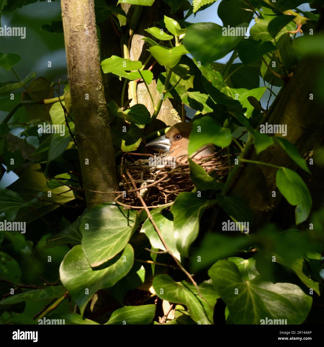 ben nascosto... Hawfinch ( Coccothraustes coccothraustes ) nel sito di nidificazione, sito di allevamento Foto Stock