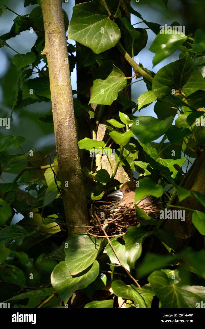 ben nascosto... Hawfinch ( Coccothraustes coccothraustes ) nel sito di nidificazione, sito di allevamento Foto Stock