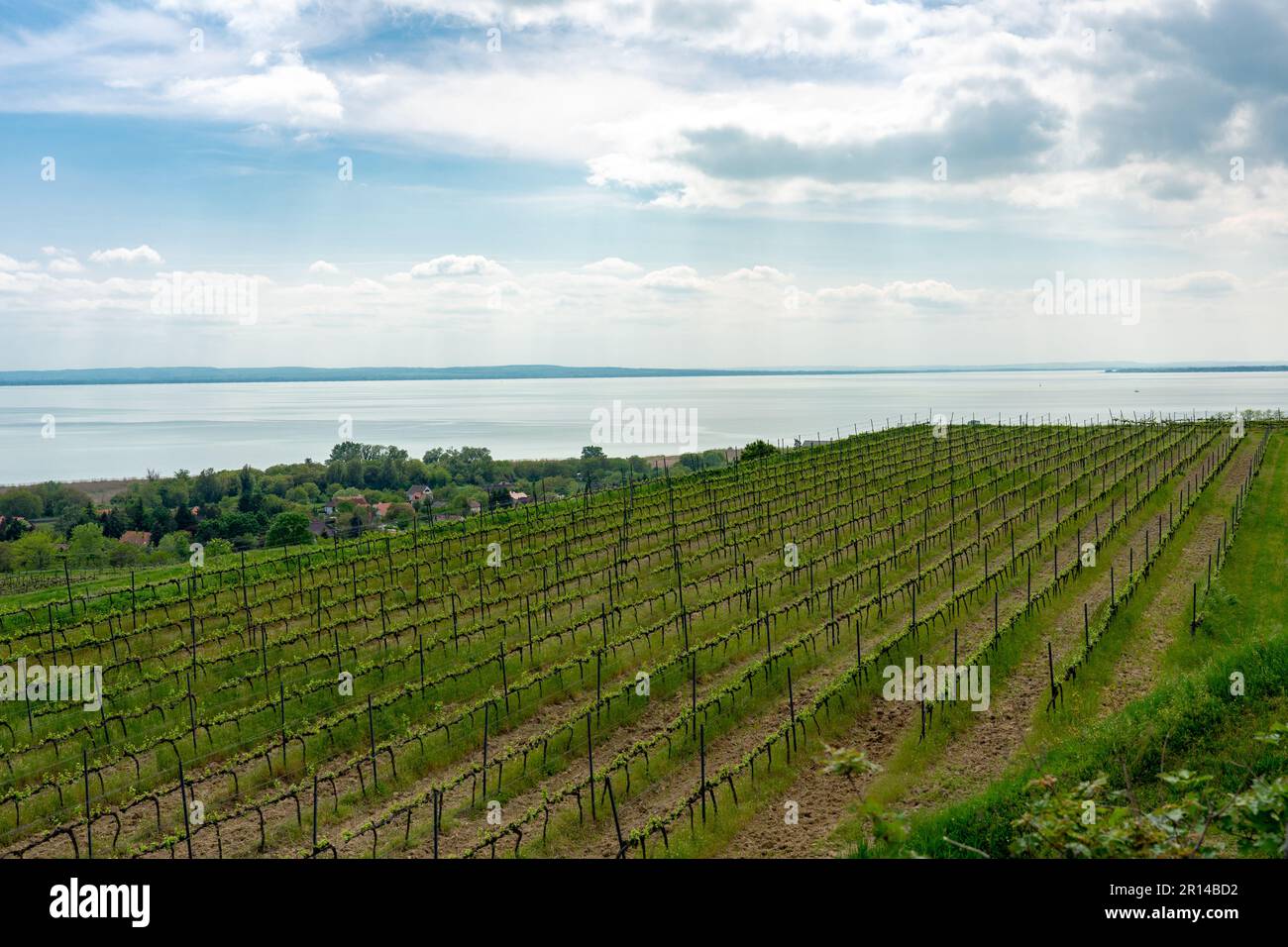 Vigneti giardini di vino al Lago Balaton in Baracsony Hungrey con bella vista . Foto Stock