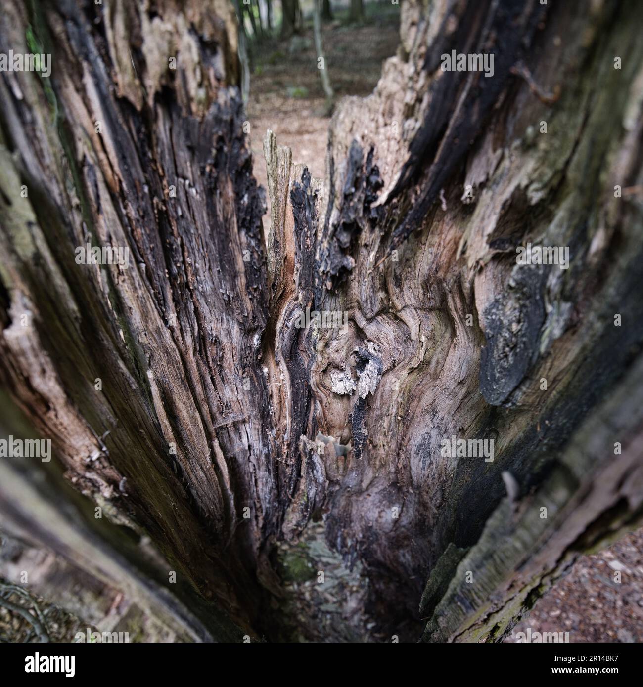 Primo piano di corteccia degli alberi e legno cavo in decadenza in una foresta, mostrando una consistenza naturale ruvida, crepe, marciume e dettagli boschivi organici. Foto Stock