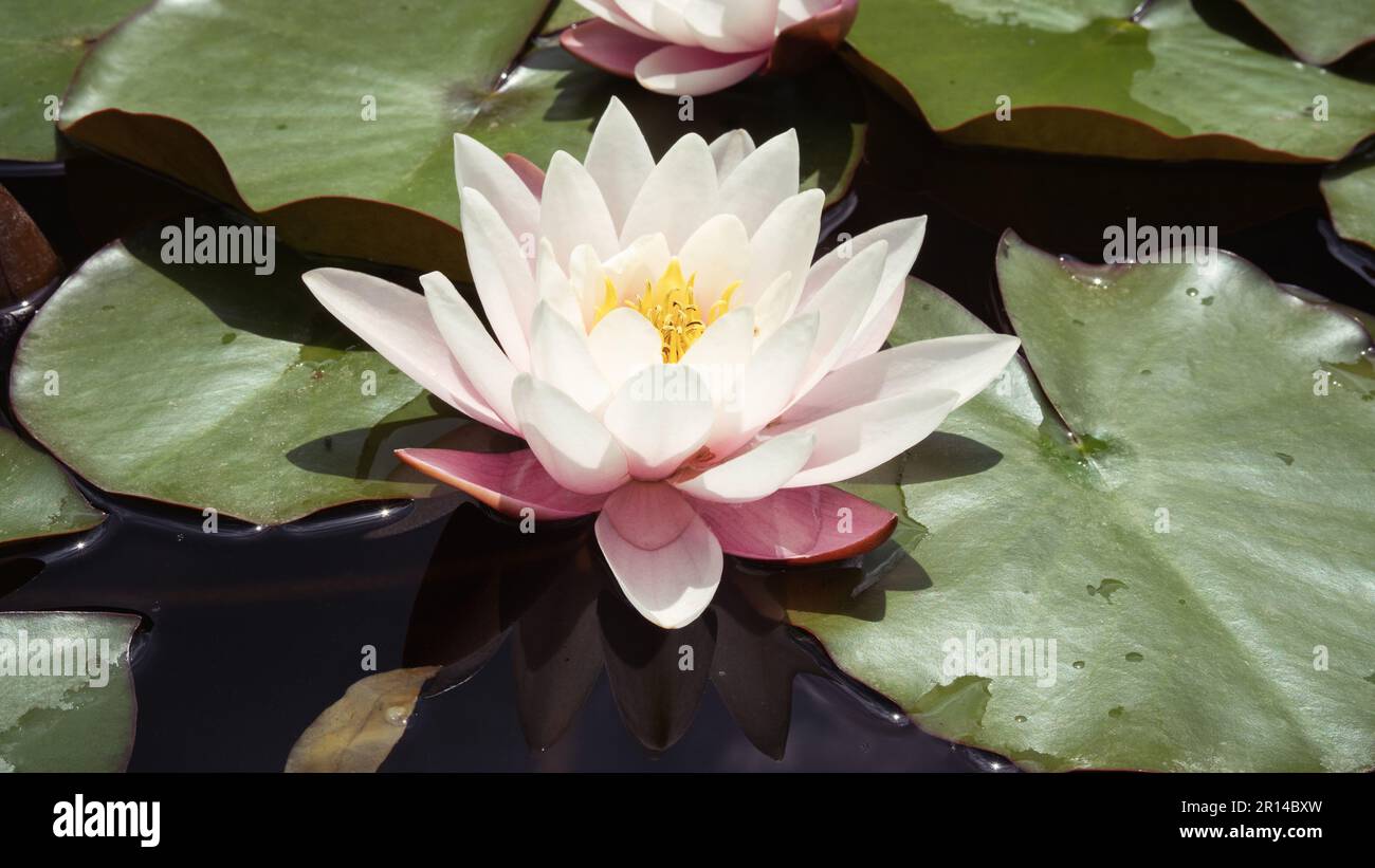 Fiore di loto rosa delicato in habitat naturale. Acqua scura di uno stagno con i gigli dell'acqua bei. Foto Stock