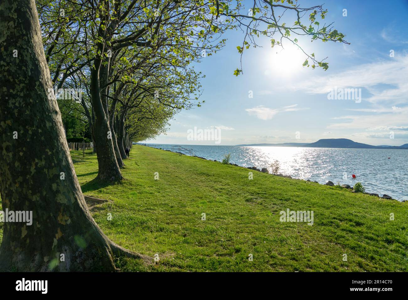 Spiaggia libera sul lago Balaton con alberi e natura in Balatonboglar Ungheria . Foto Stock