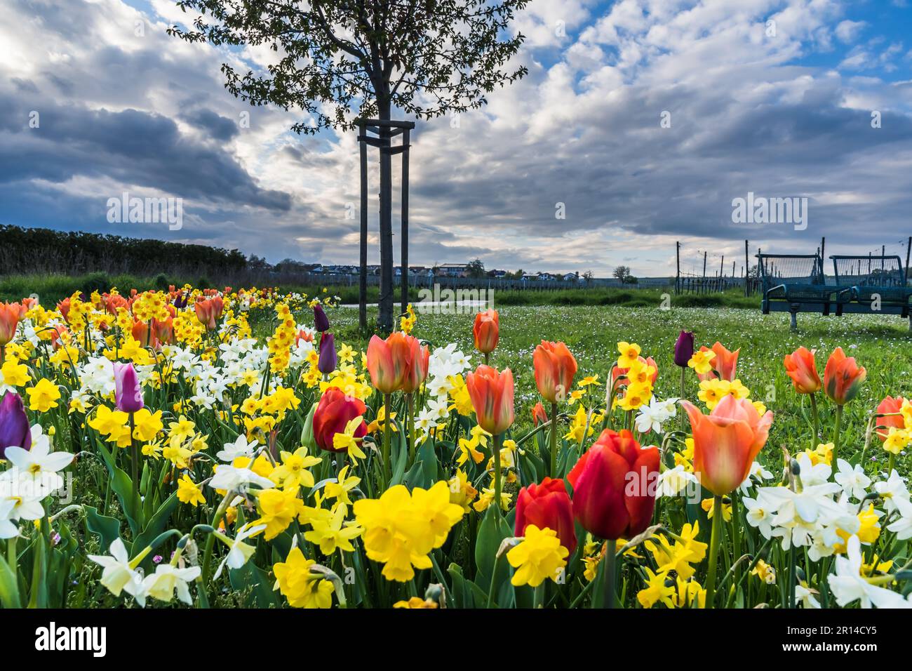 Bellissimo letto di fiori primaverili in un piccolo parco pubblico Foto Stock