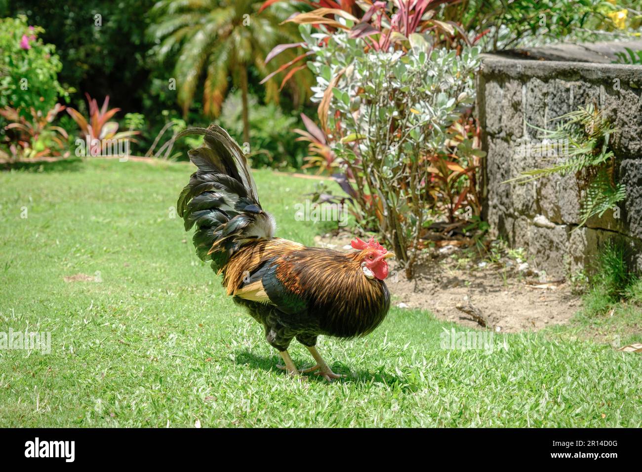 Pollo colorato in un giardino. Foto Stock