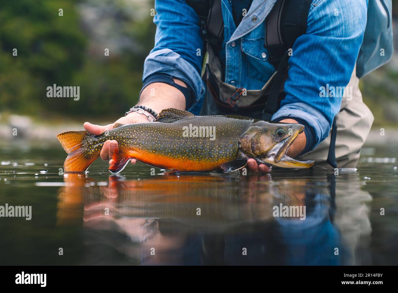 Un uomo è orgogliosamente mostrando una grande trota ruscello che ha appena catturato. Patagonia. Foto Stock