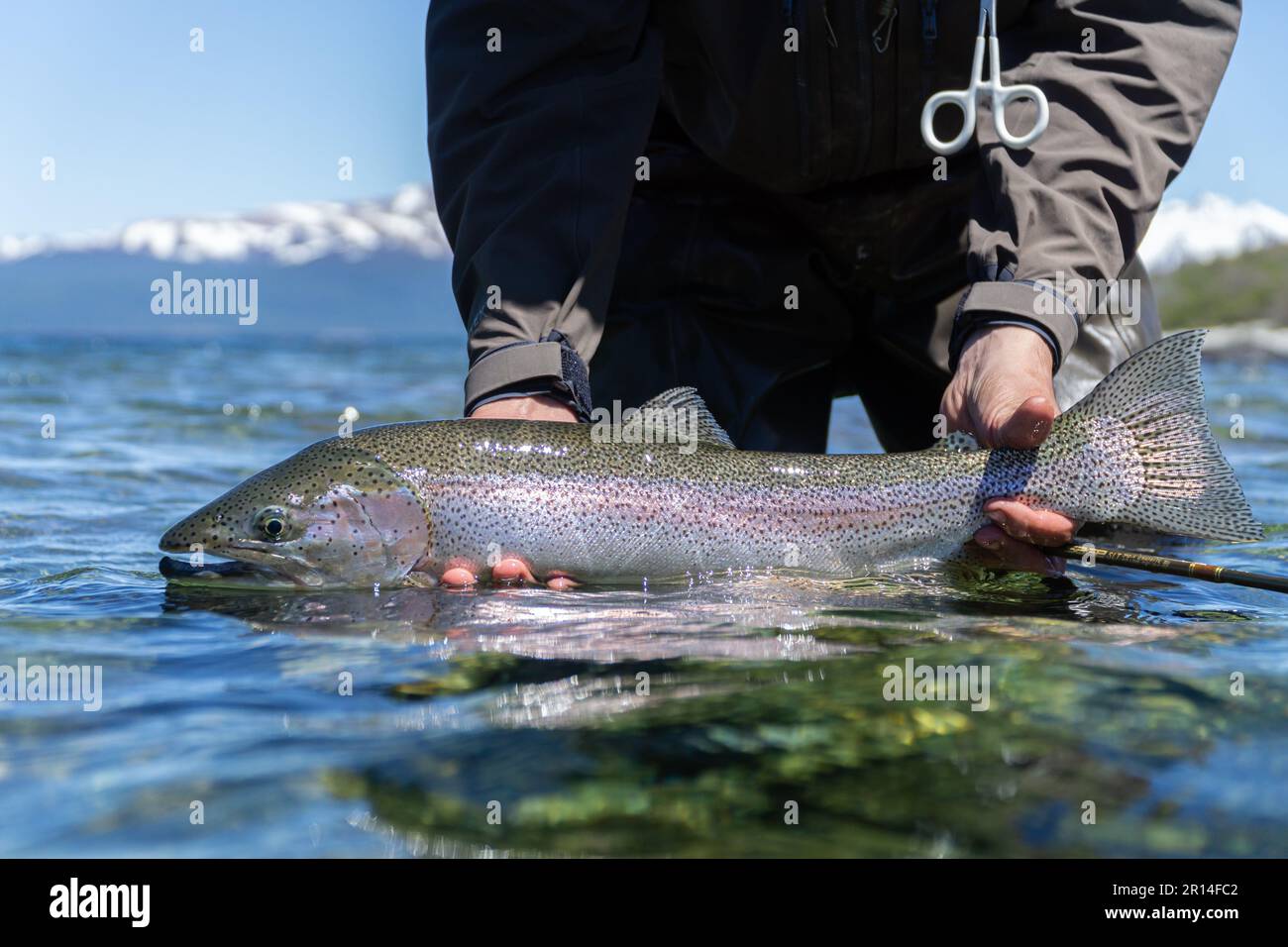 Un pescatore che tiene una trota arcobaleno sulla superficie dell'acqua. Foto Stock
