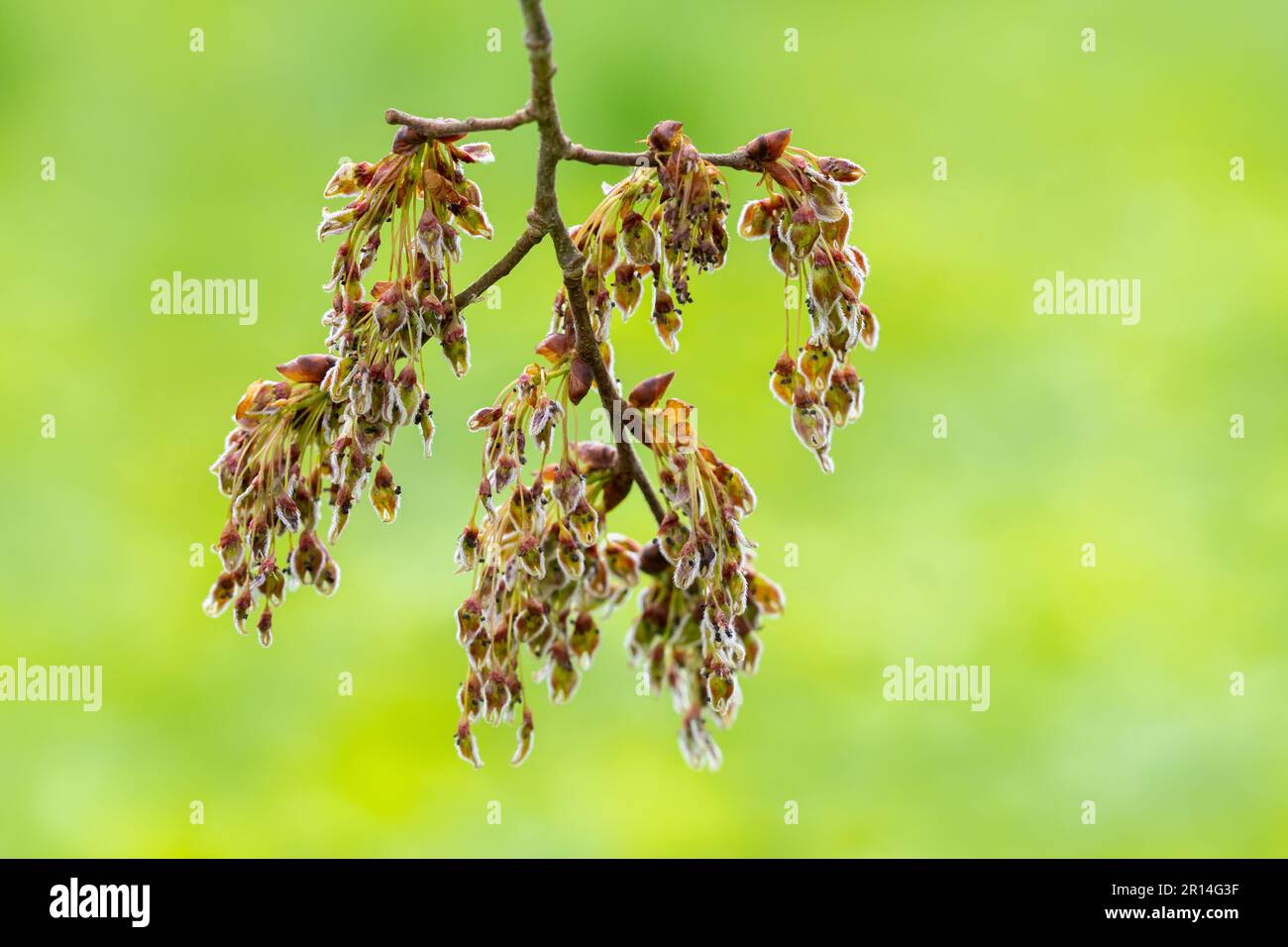 Fiore di un olmo svolazzante (Ulmus laevis) in primavera. Foto Stock