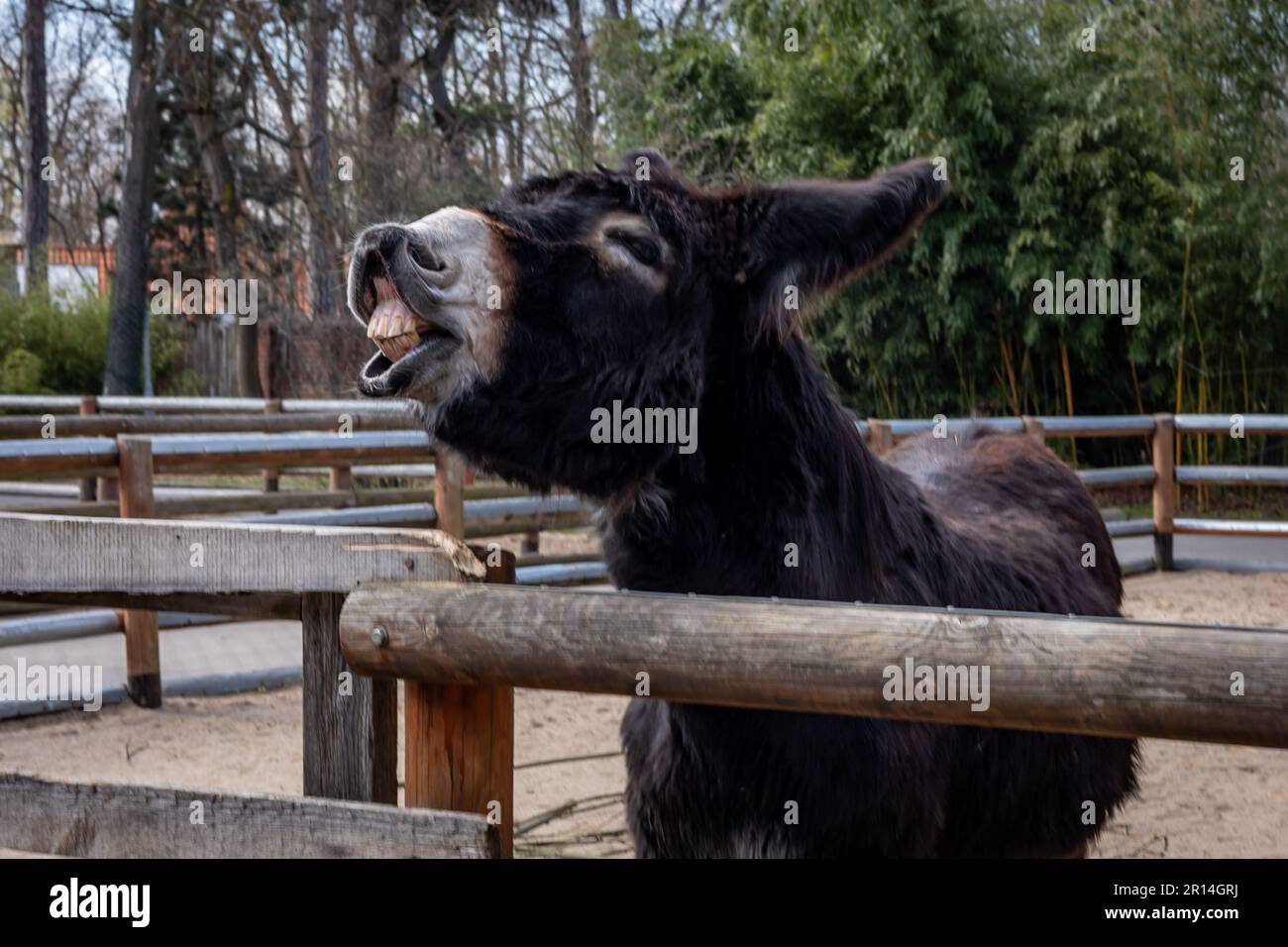 Asino nero che morde e lecca la recinzione davanti a una stalla di legno. Foto Stock