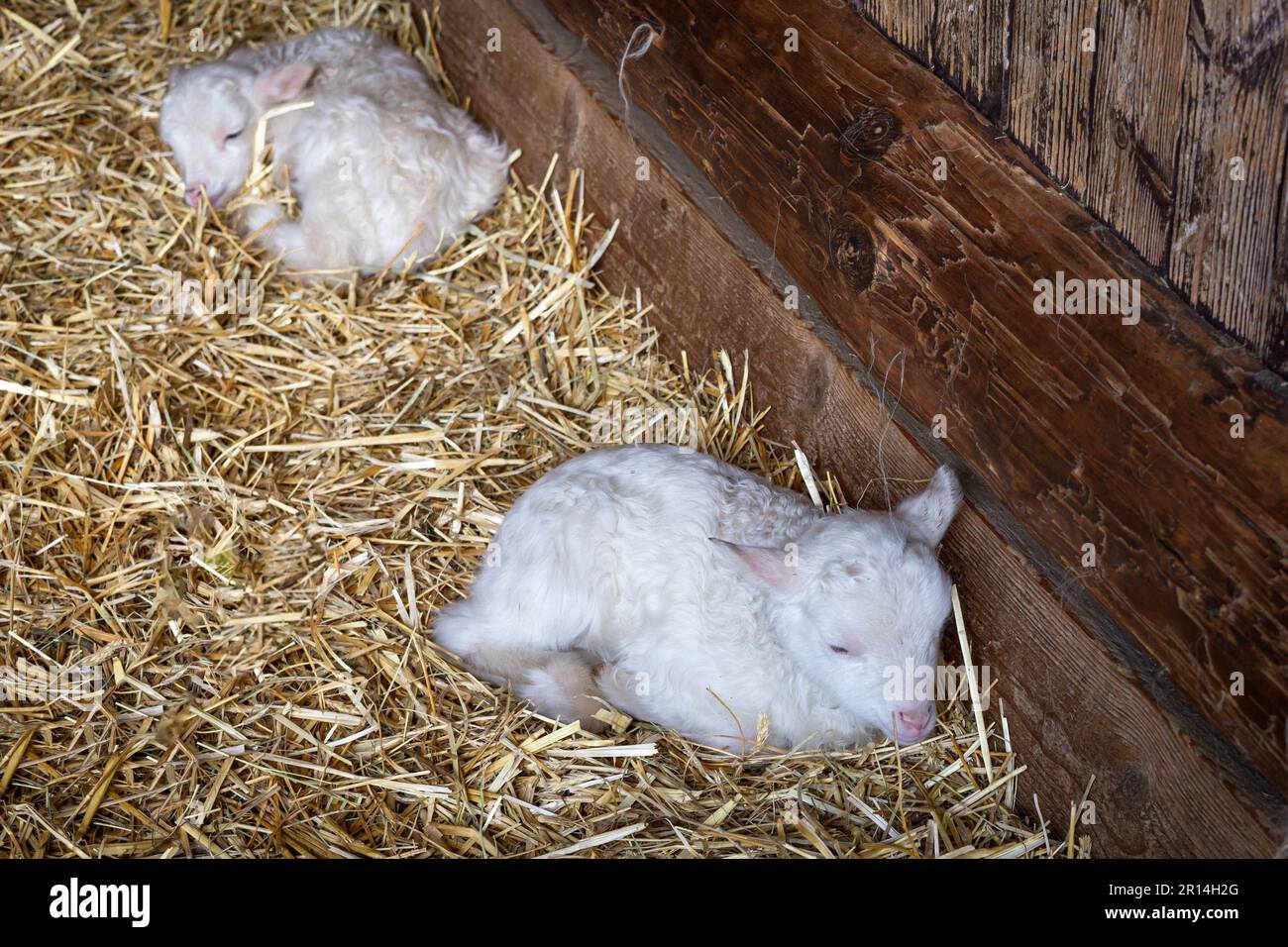 Due graziosi agnelli bianchi neonati sul fieno nel fienile. Foto Stock