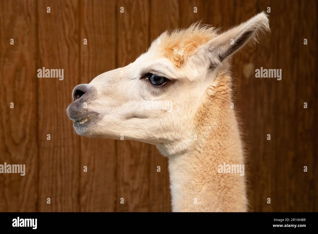 primo piano del profilo di alpaca Foto Stock