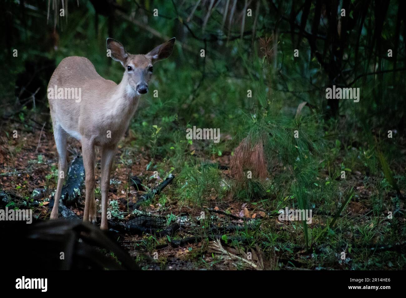 Capriolo giovane nei boschi dell'Isola di Edisto Foto Stock