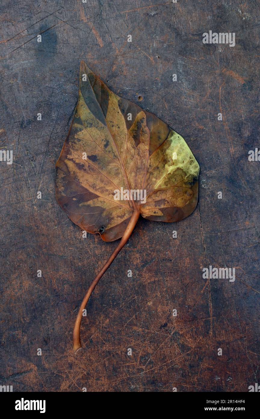 Singola foglia di avera autunnale o Hedera elica che si trasforma da verde a marrone giacendo su pelle rigata Foto Stock