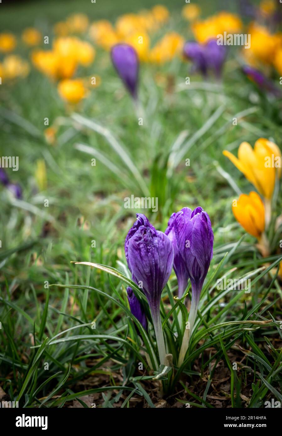 Primo piano dei fiori di croco viola e giallo (zafferano), fioriti in primavera. Foto Stock