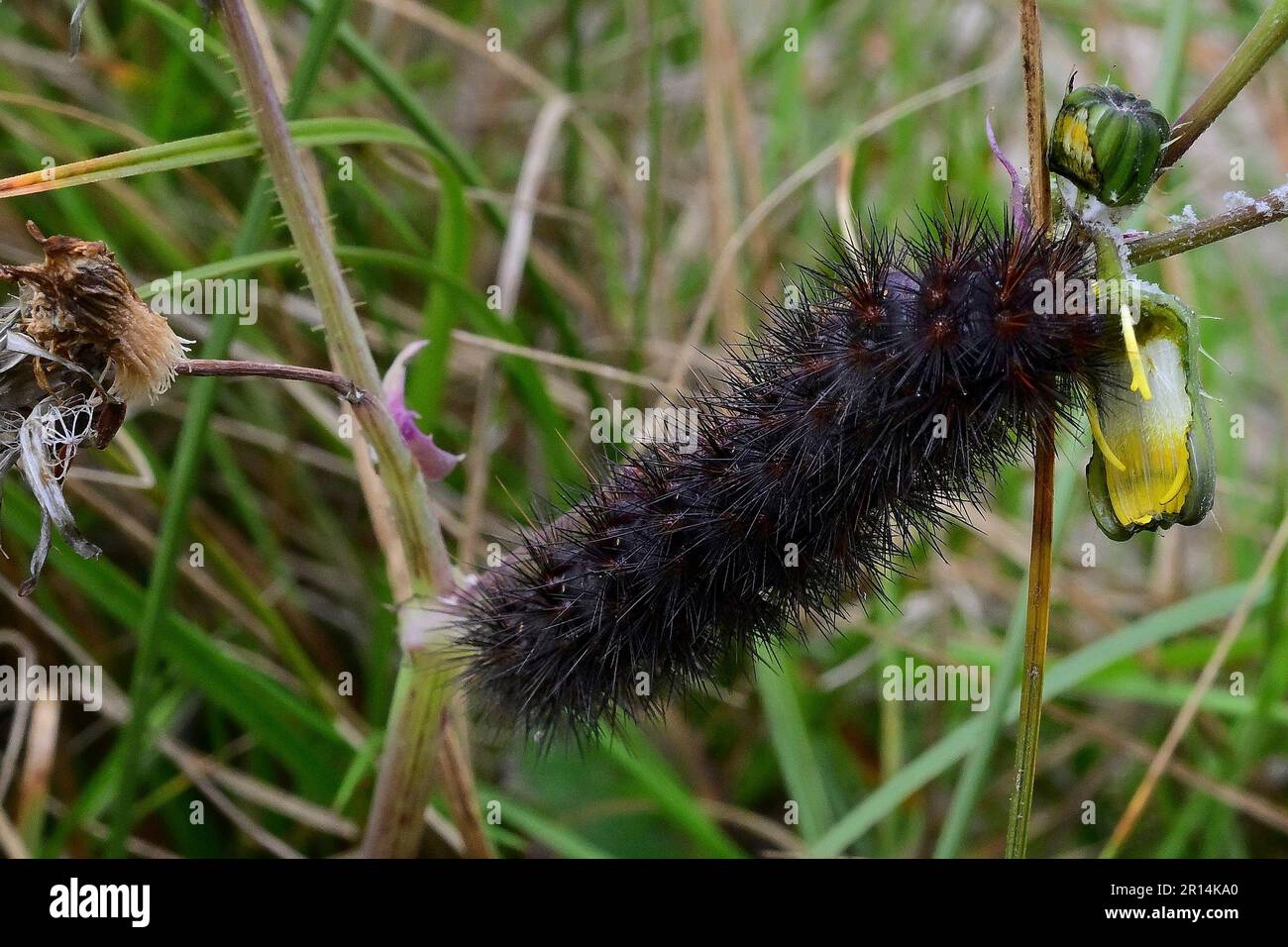 Pacific Grove, California, Stati Uniti. 11th maggio, 2023. Hairy Black Caterpillar mangia Flower (Credit Image: © Rory Merry/ZUMA Press Wire) SOLO PER USO EDITORIALE! Non per USO commerciale! Foto Stock