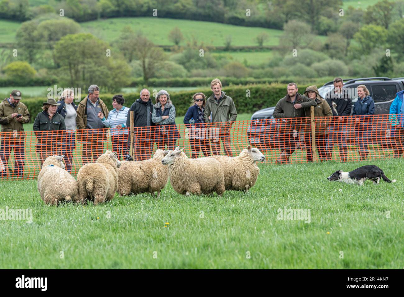 prova sheepdog Foto Stock prova sheepdog Foto Stock