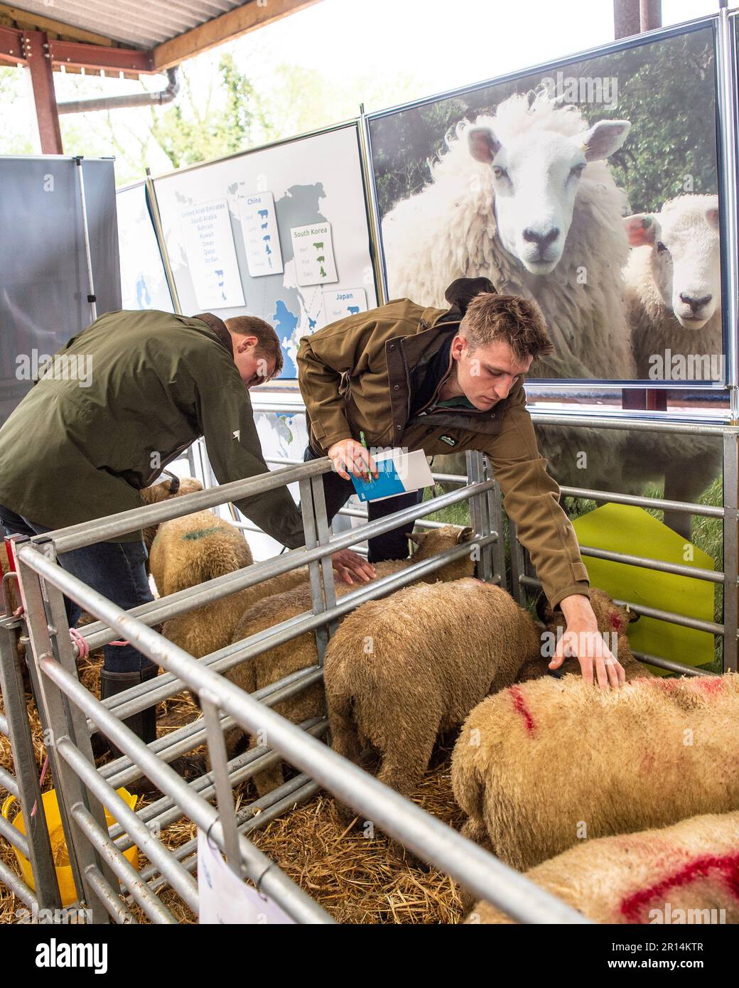 coltivatori che esaminano gli ovini per la valutazione di condizione di carcassa Foto Stock