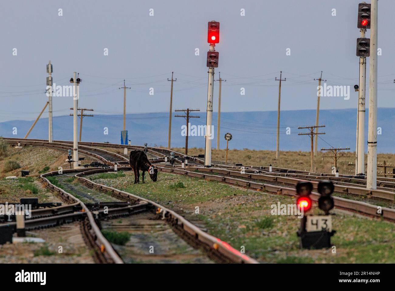 una mucca pascola tra i binari ferroviari accanto alle luci rosse di avvertimento nell'uzbekistan rurale Foto Stock