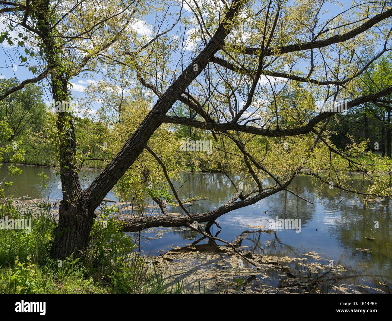 Progettazione paesaggistica a Forest Park Foto Stock