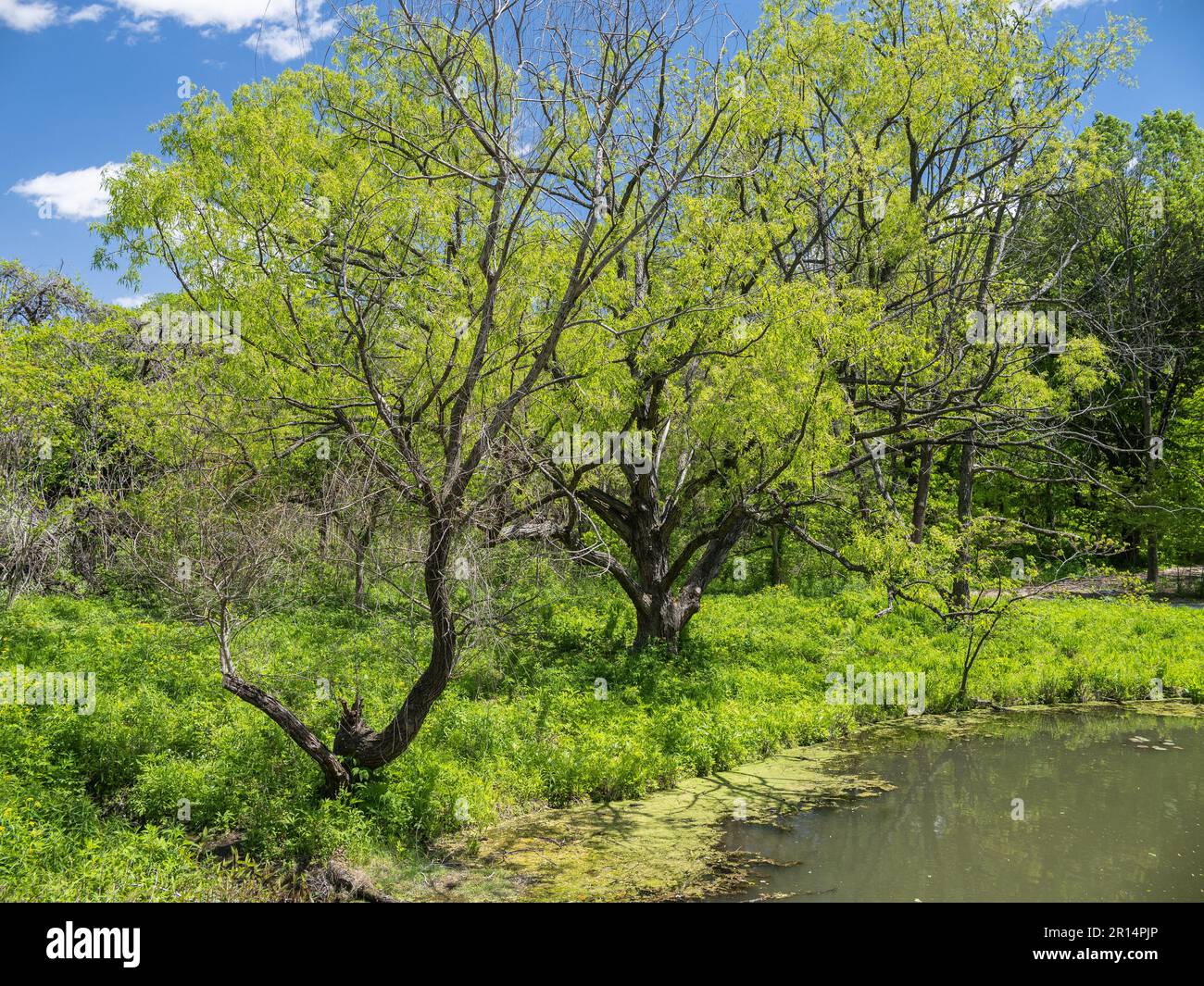 Progettazione paesaggistica a Forest Park Foto Stock