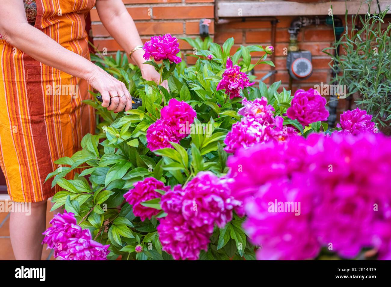 Donna che taglia fiori di peonies di colore intenso dal suo giardino per mettere in un vaso. Foto Stock