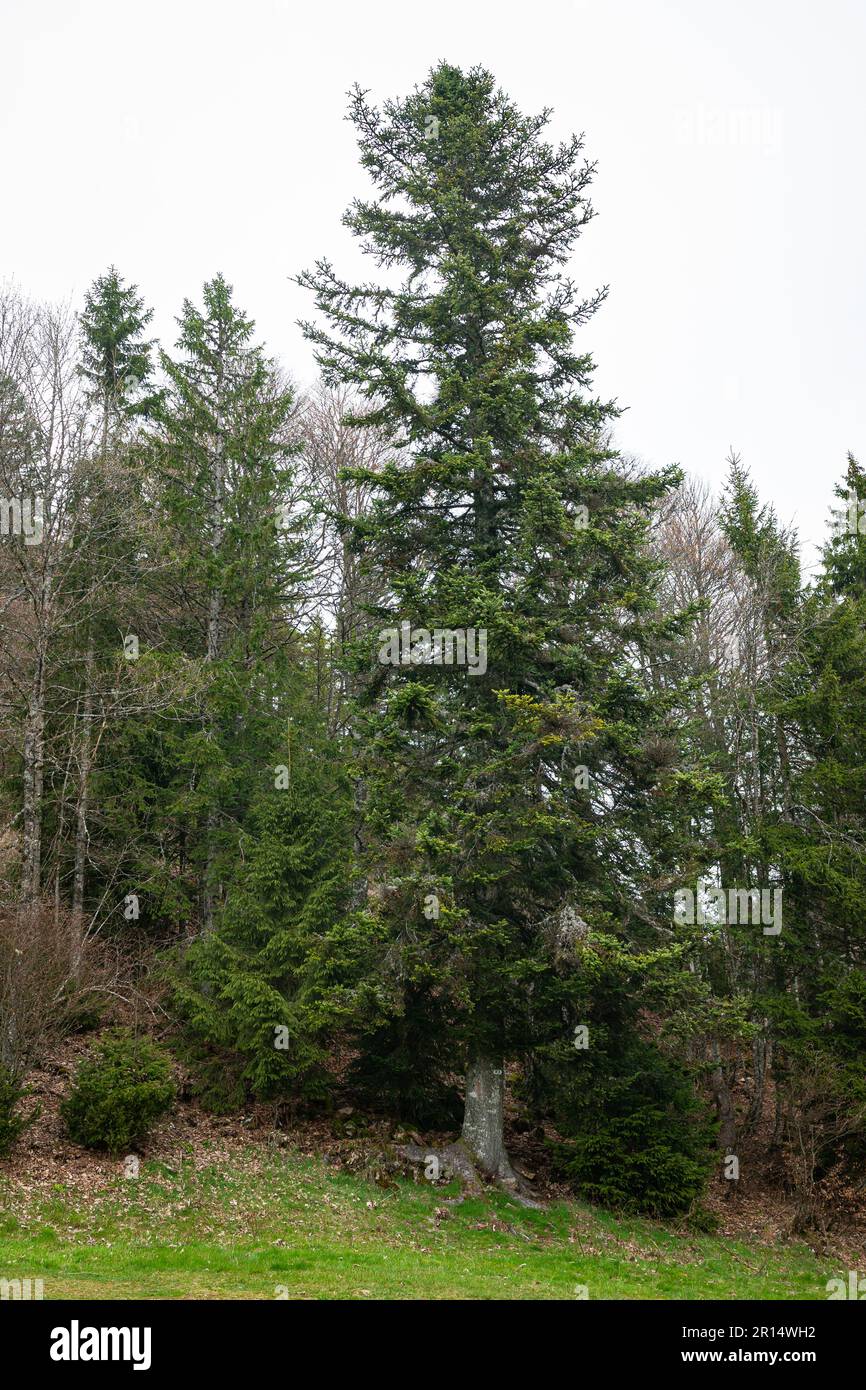 Alto abete rosso europeo (Abies alba) nella Foresta Nera (tedesco: Schwarzwald), Germania Foto Stock