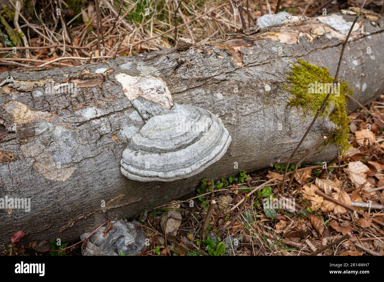 Grande fungo bianco su un tronco caduto di un albero Foto Stock