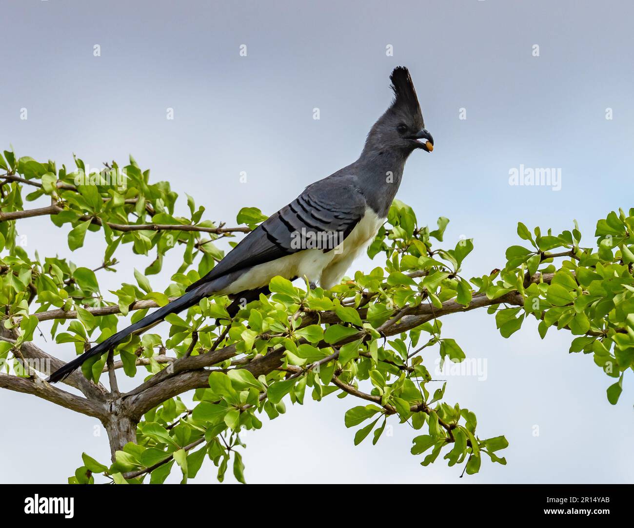 Un uccello-via dalla ventata bianca (Leucogaster di Corythaixoides) che si nutre in cima ad un albero. Kenya, Africa. Foto Stock