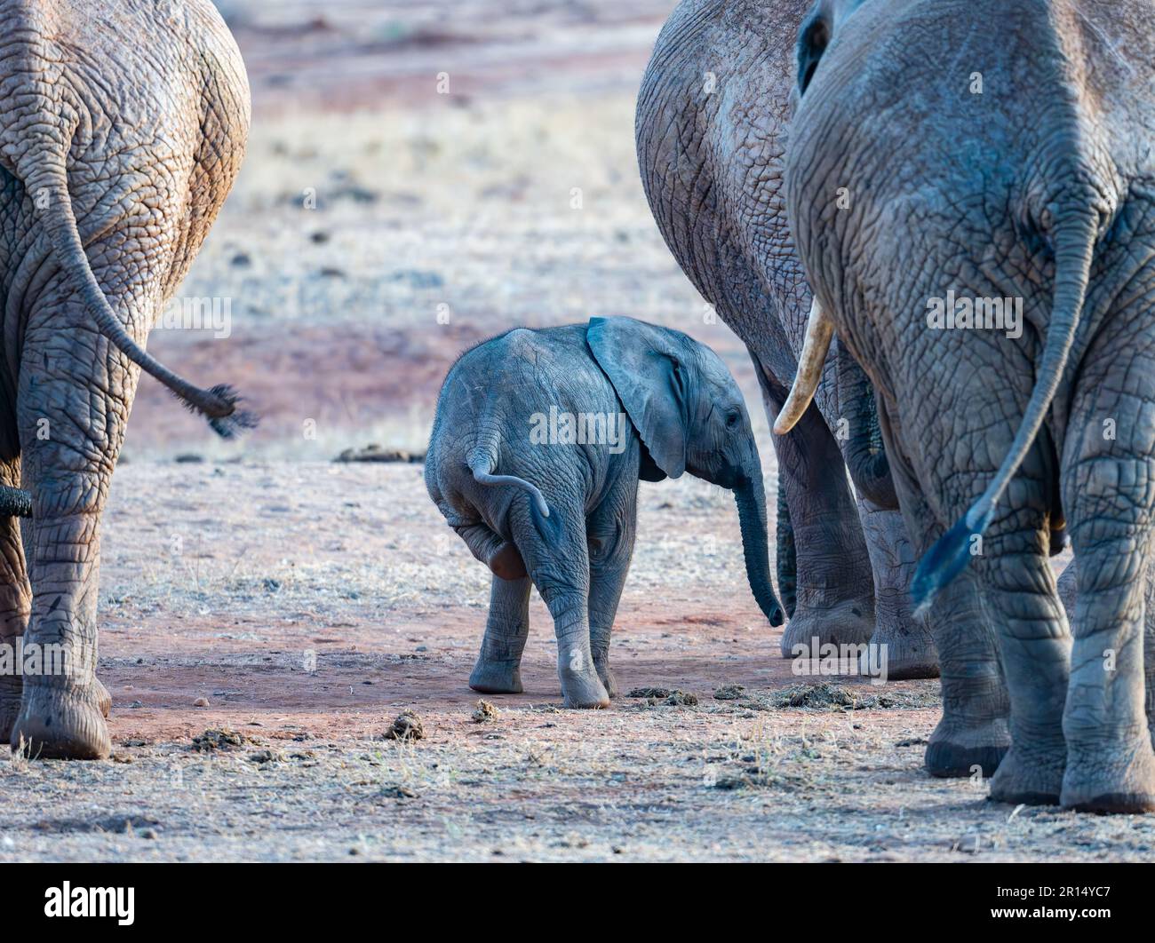 Un simpatico bambino African Elephant (Loxodonta africana) che gioca tra gli adulti. Kenya, Africa. Foto Stock