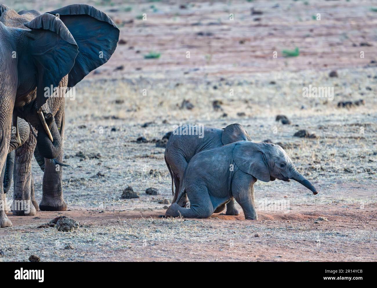 Bambini carini di elefante africano (Loxodonta africana) che giocano oltre gli adulti. Kenya, Africa. Foto Stock