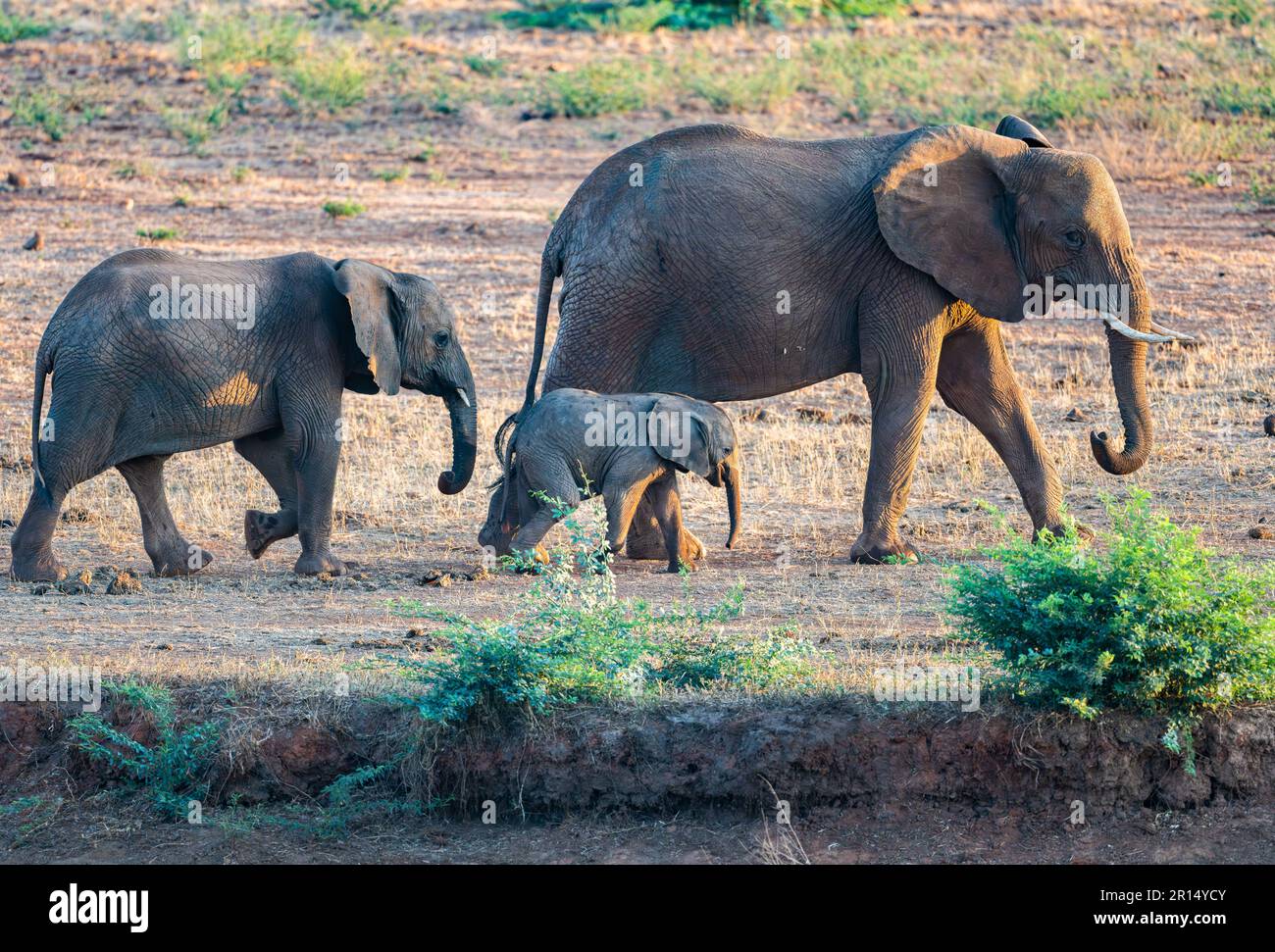 Una famiglia di elefanti africani (Loxodonta africana). Kenya, Africa. Foto Stock