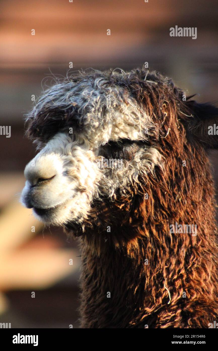 Primo piano di un alpaca con una profondità di campo bassa, evidenziandone le caratteristiche distintive Foto Stock