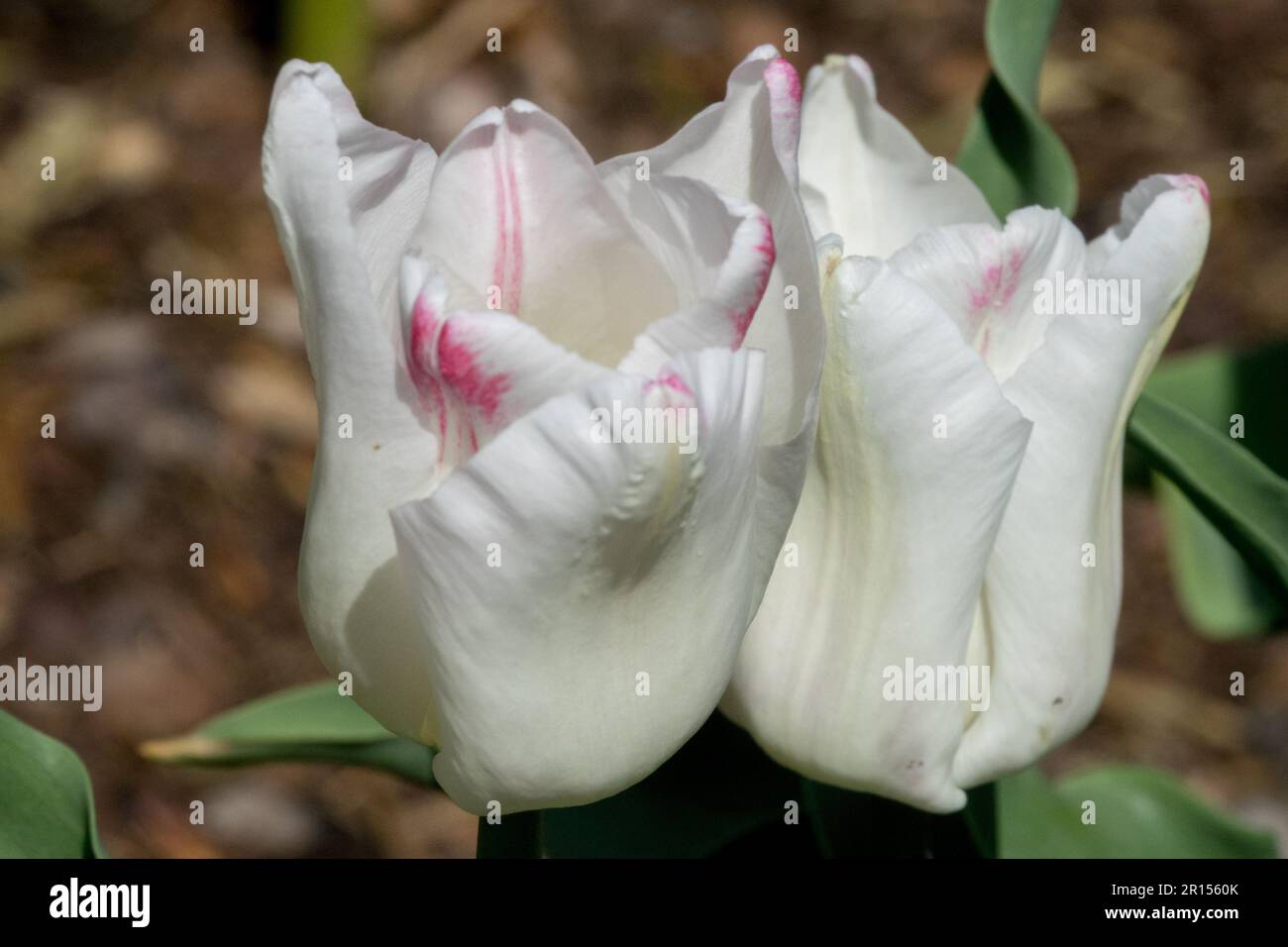 Bianco, a forma di coppa, tulipani, tulipano 'Calgary', fiore, Trionfo Tulip Foto Stock