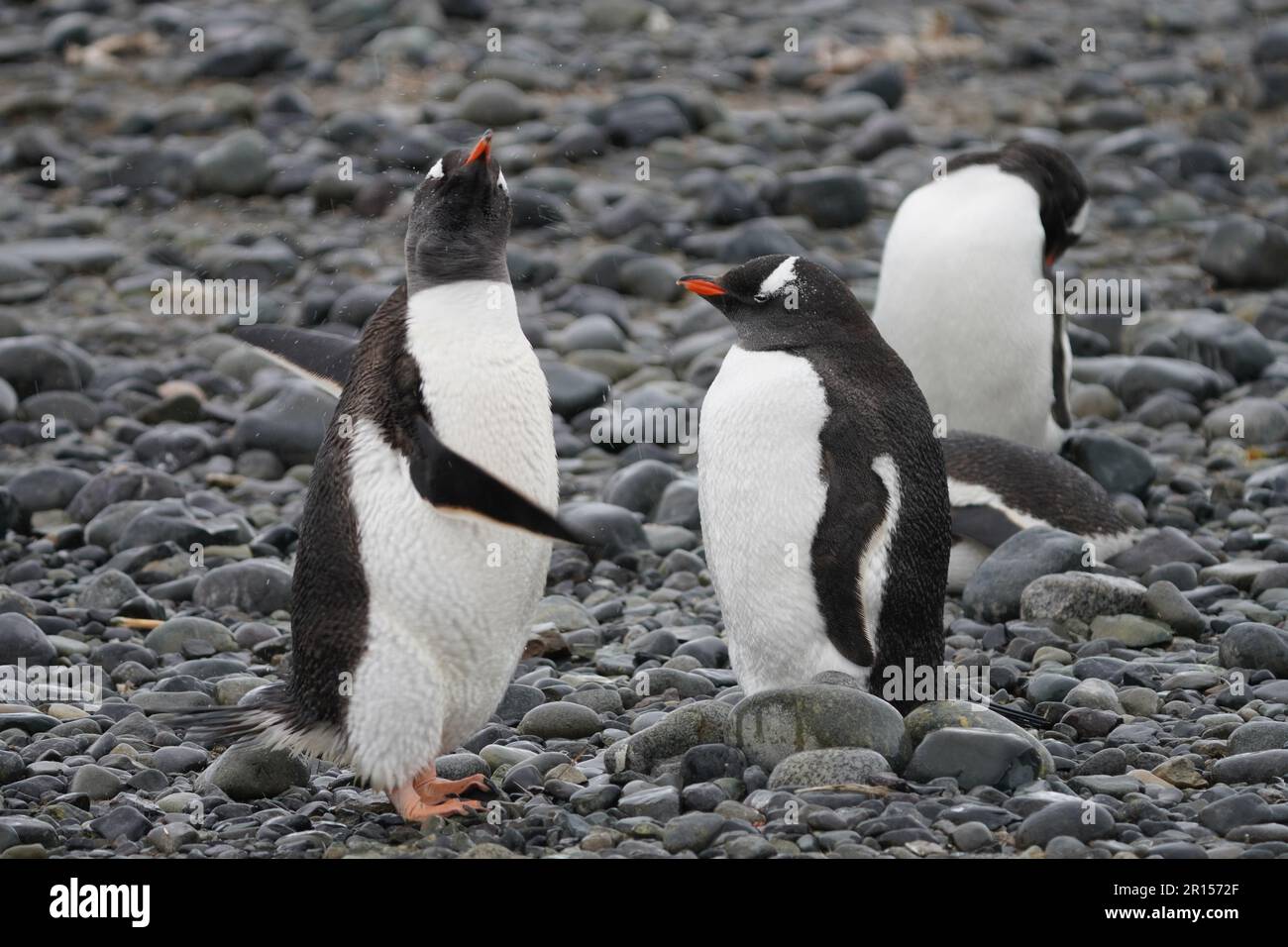 Pinguini Gentoo in Antartico Foto Stock