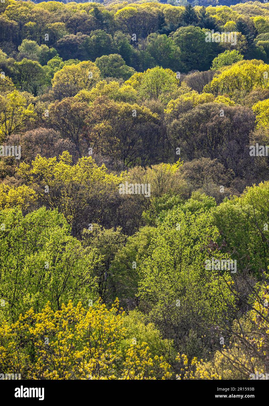 Foresta di alberi in primavera Foto Stock