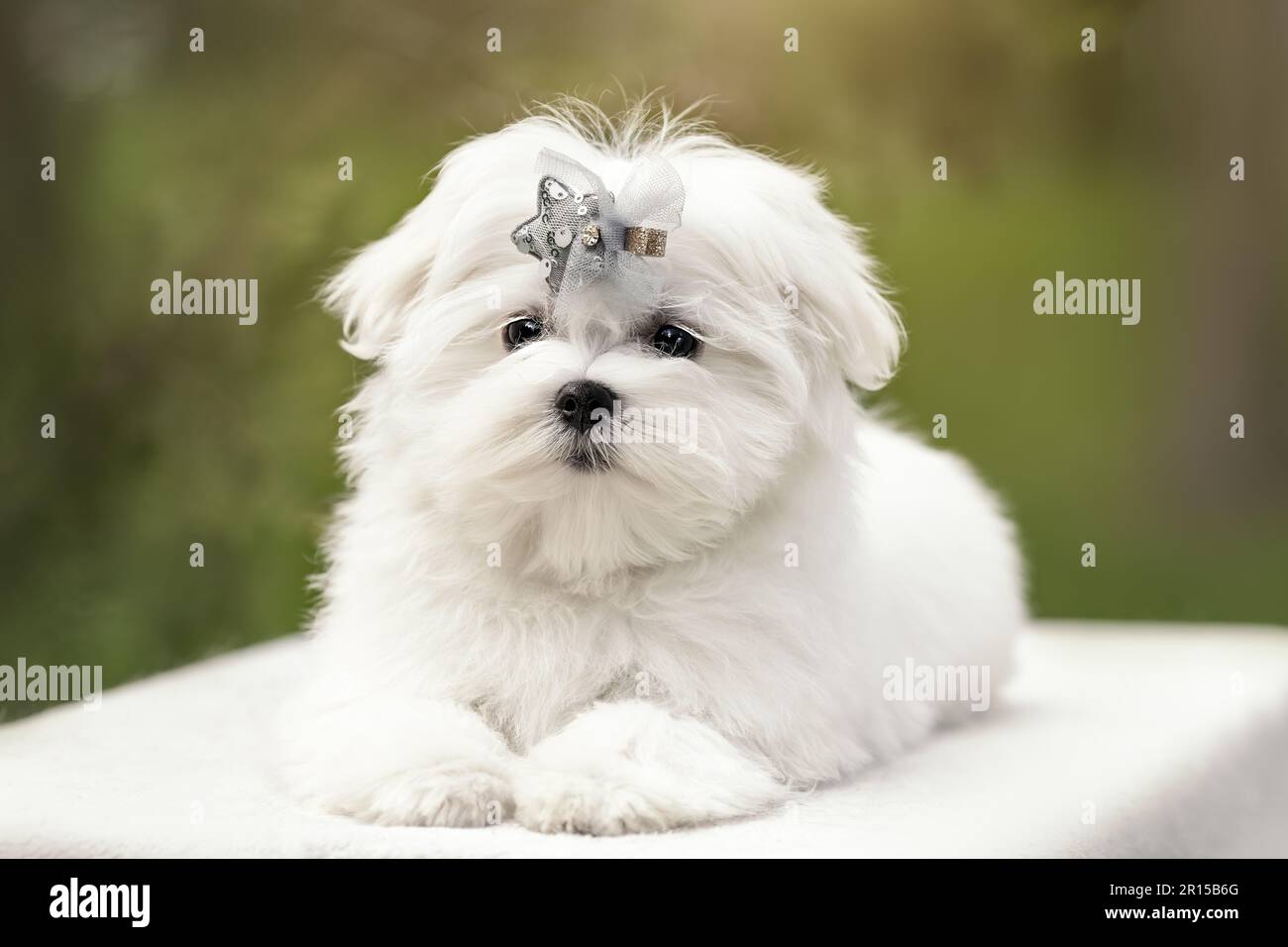 Ritratto di cucciolo bianco di cane maltese in natura Foto Stock