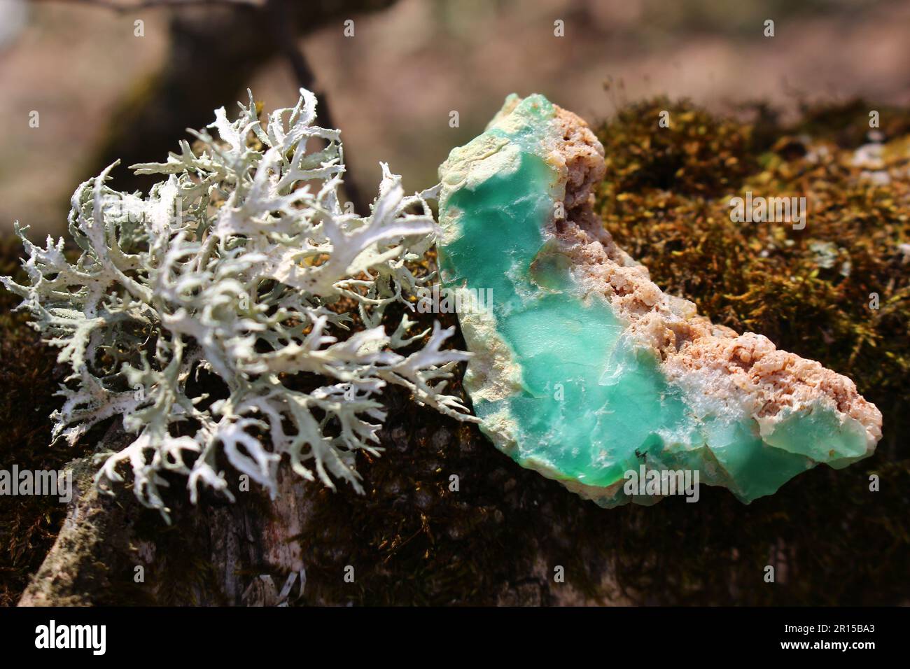 Crisoprase sullo sfondo del muschio che cresce su un albero, deposito Kazakhstan Foto Stock