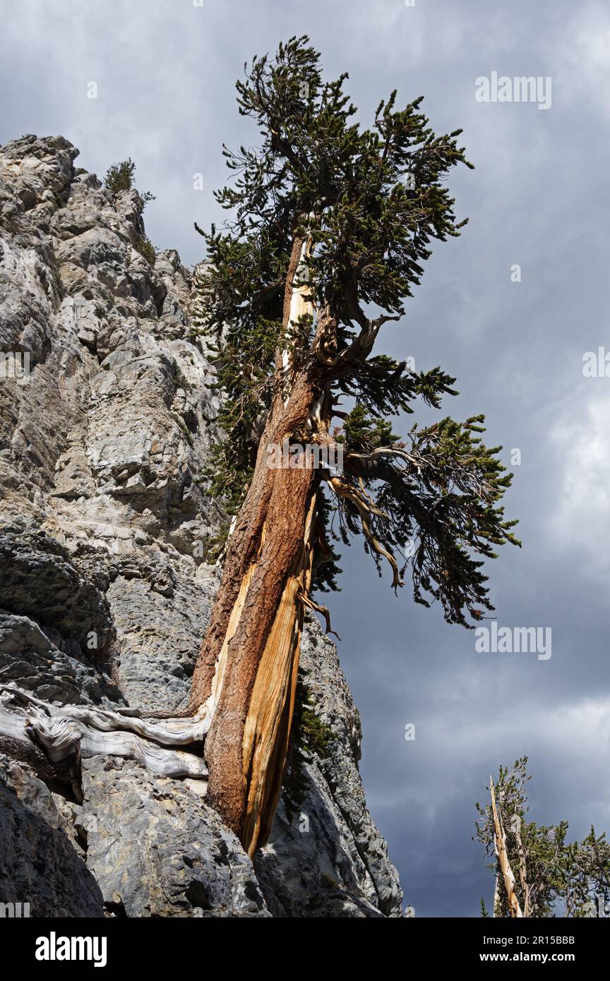 un vecchio pino gnarled che cresce da una parete di roccia calcarea Foto Stock