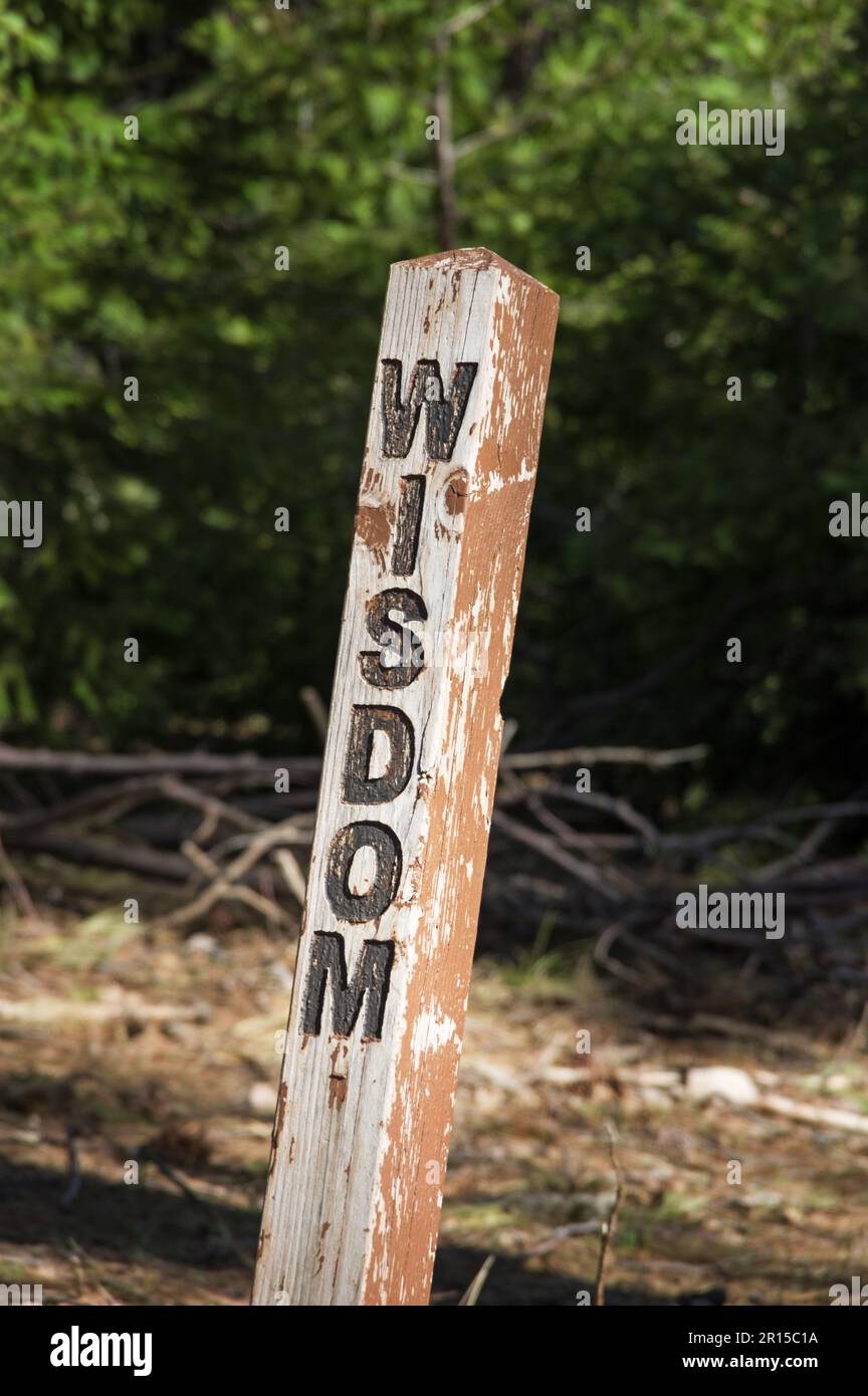 la parola saggezza scolpita in un palo di legno nei boschi Foto Stock