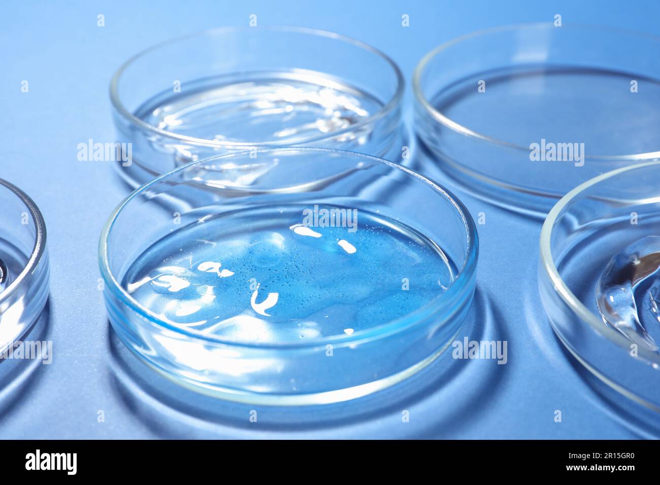 Capsule di Petri con liquidi su fondo blu, primo piano Foto Stock