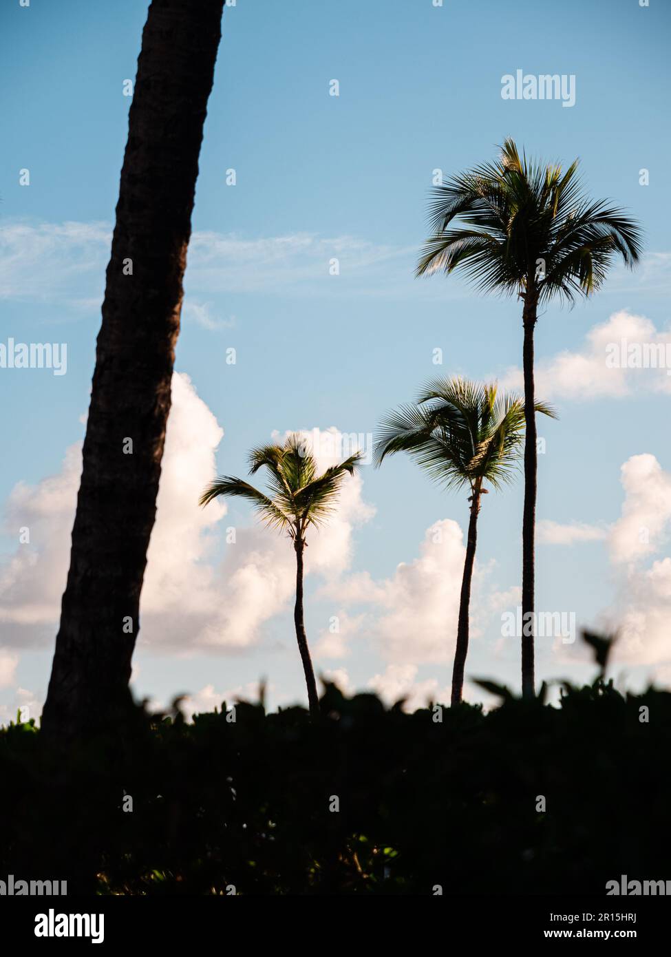 Alberi di palma alla luce di un'alba di prima mattina. Ci sono cieli blu e nuvole bianche dietro le cime delle palme da cocco in questa scena tropicale. Foto Stock