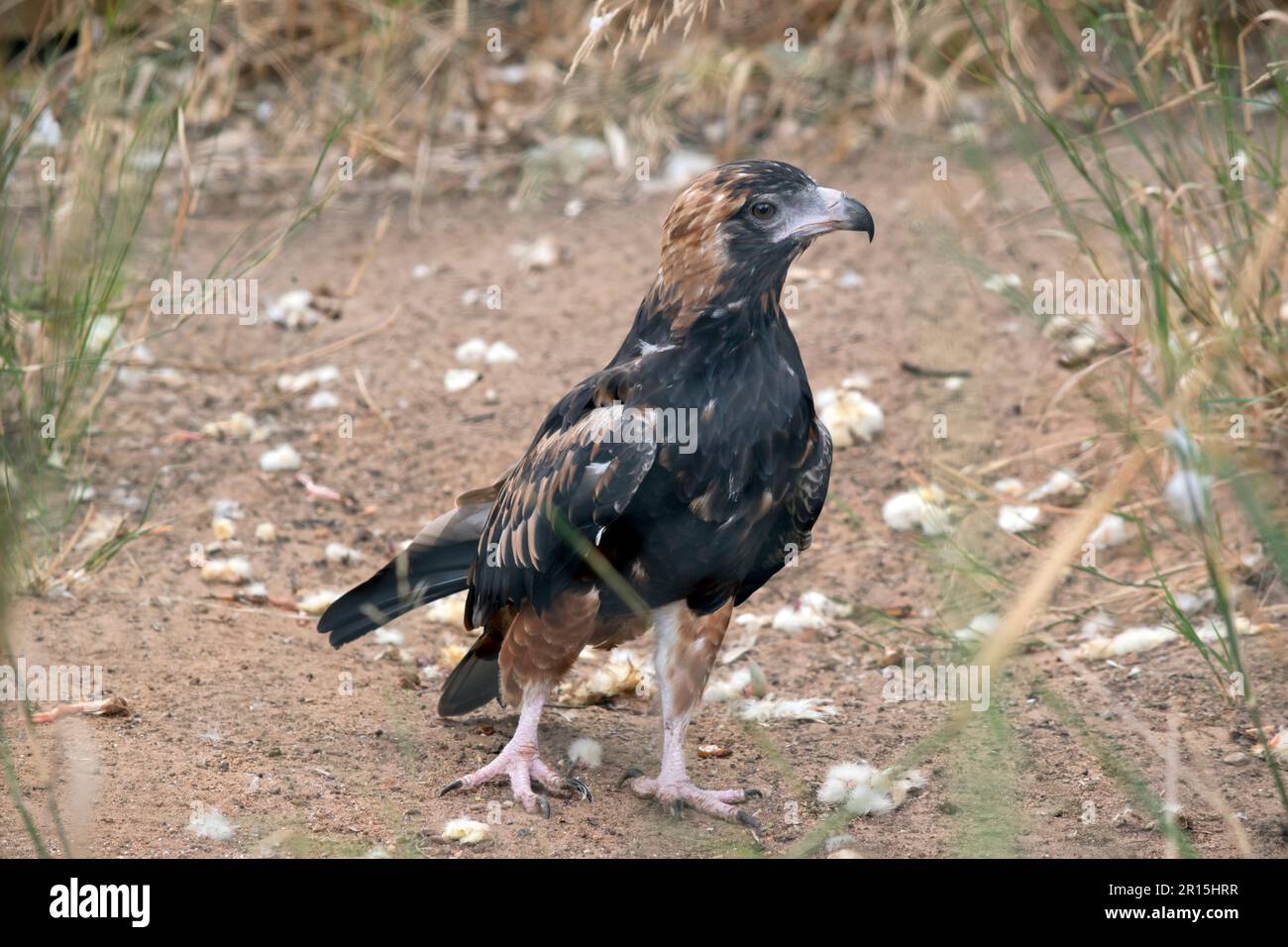 La poiana nera è piuttosto grande, con ampie ali arrotondate, un collo corto e una coda. I buzzard sono di colore variabile da tutto il marrone scuro a. Foto Stock