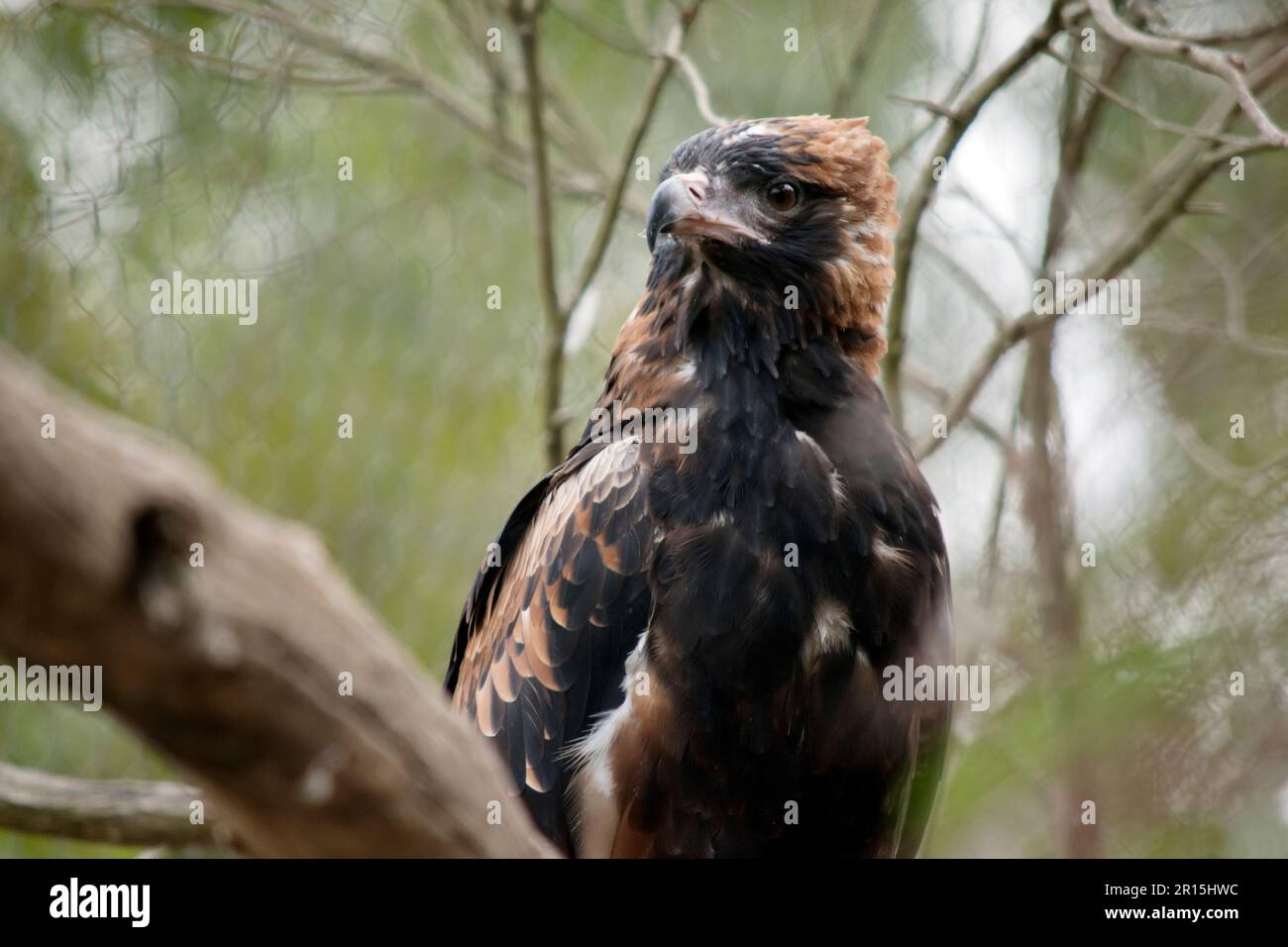 La poiana nera è piuttosto grande, con ampie ali arrotondate, un collo corto e una coda. I buzzard sono di colore variabile da tutto il marrone scuro a. Foto Stock