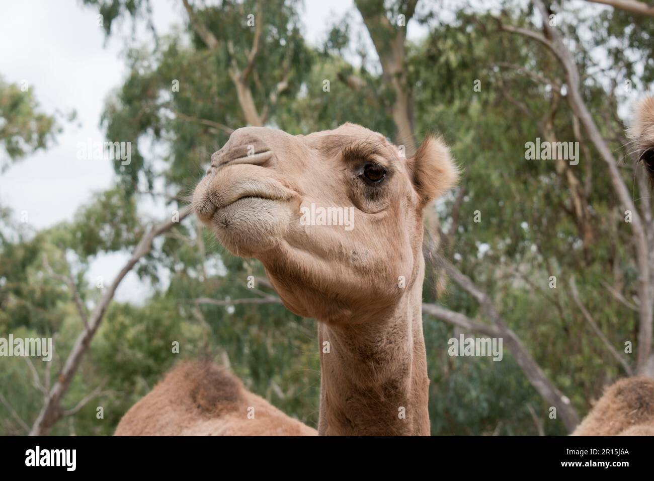 I cammelli sono mammiferi con occhi marroni, lunghe ciglia, un muso con un grosso labbro e una parte posteriore humped. Foto Stock